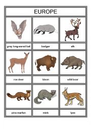 English Worksheet: Animals from different continents - part 1 - Europe and Asia
