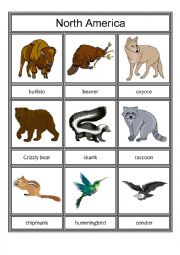 English Worksheet: Animals from different continents - part 2 - North and South America