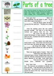 English Worksheet:  Parts of a tree. Label the pictures and fill in the gaps + key.