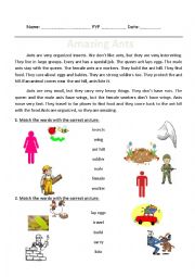 English Worksheet: Amazing ants Reading passage