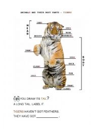 ANIMAL BODY PARTS: TIGERS