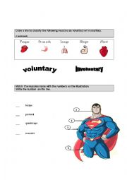 Muscles worksheet