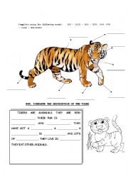 English Worksheet: Tigers