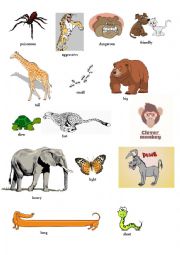 animals and  adjectives