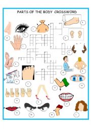 PARTS OF THE BODY    CROSSWORD     SET 3  OF 3
