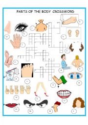 English Worksheet: PARTS OF THE BODY    CROSSWORD     SET 3  OF 3