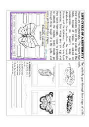 English Worksheet: THE BUTTERFLYS LIFE CYCLE