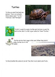 English Worksheet: All about turtles