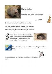 All about wombats
