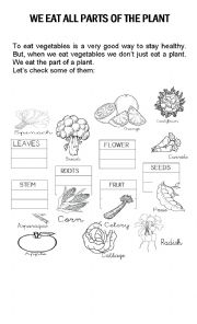 English Worksheet: We eat all parts of the plants 1