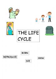 English Worksheet: The life cycle