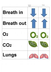 English Worksheet: Lungs and How we breath