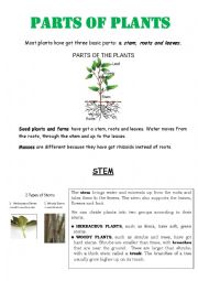 English Worksheet: PARTS OF PLANTS