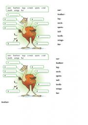 English Worksheet: Animals body parts
