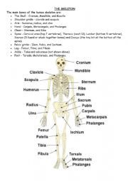 English Worksheet: human skeleton