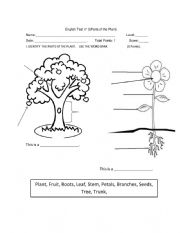 English Worksheet: Parts of the plant