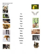 Animals characteristics