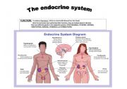 English Worksheet: Endocrine system