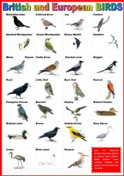 English Worksheet: British and European BIRDS - poster.
