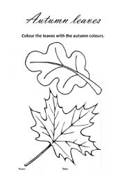 English Worksheet: Autumn leaves