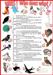 English Worksheet: BIRDS !  Who does what ?  +  KEY