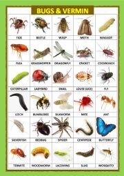 English Worksheet: BUGS AND VERMIN (POSTER)