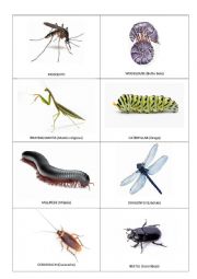 English Worksheet: WRITE RIDDLES ABOUT MINIBEASTS
