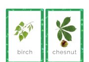 English Worksheet: Types of trees