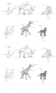 English Worksheet: animals body parts