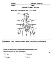 English Worksheet: Internal Organs review