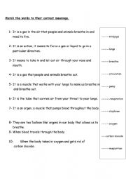 English Worksheet: organs