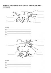 English Worksheet: Parts of the body - Animals