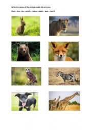 English Worksheet: Animals
