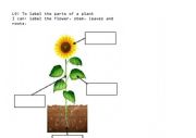 English Worksheet: parts of a plant