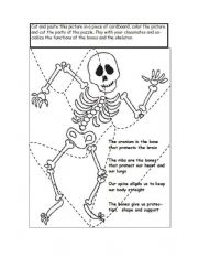 English Worksheet: The skeleton puzzle 