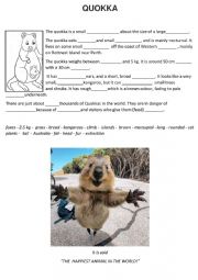 Quokka