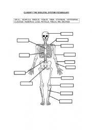 Skeletal system vocabulary