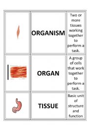 CELL. LEVELS OF ORGANIZATION OF LIVING THINGS