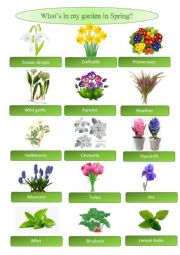 English Worksheet: Whats in my garden in Spring