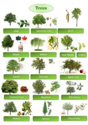 English Worksheet: Trees pictionary