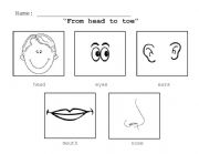 English Worksheet: From head to toes vocabulary