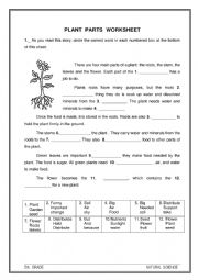 English Worksheet: Plant parts