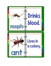 English Worksheet: Flashcards - Insects With Descriptions 2