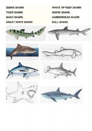 Shark Types