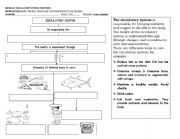 English Worksheet: CIRCULATORY SYSTEM CARE 