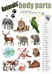 English Worksheet: ANIMALS BODY PARTS