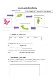 English Worksheet: The life cycle of a butterfly