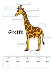 Giraffe Body Parts