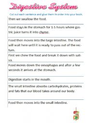 English Worksheet: Digestive System