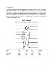 English Worksheet: CLIL human body